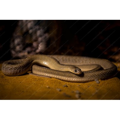 Culebra Comedora de huevos - Dasypeltis Scabra